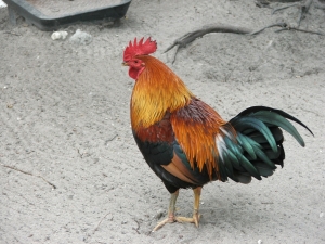 Uncaught rooster